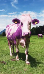 purple cow 